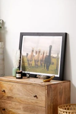 Best Pirce 😀 Alisha KP Alpacas At Tio Farm Art Print Black Matte Frame ⭐